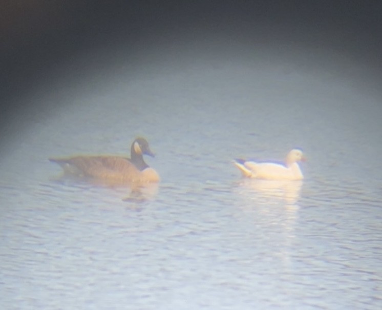 Ross's Goose - ML633453741