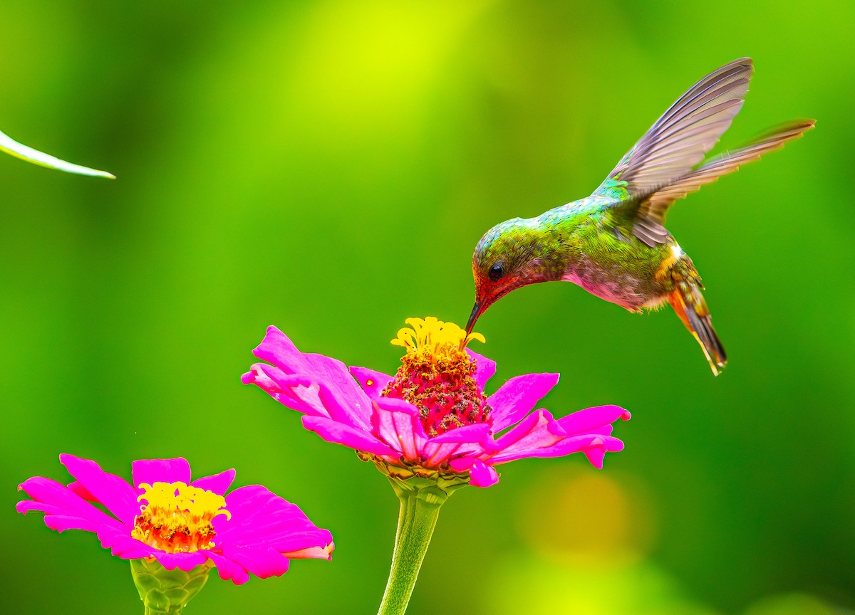 Frilled Coquette - ML633453808