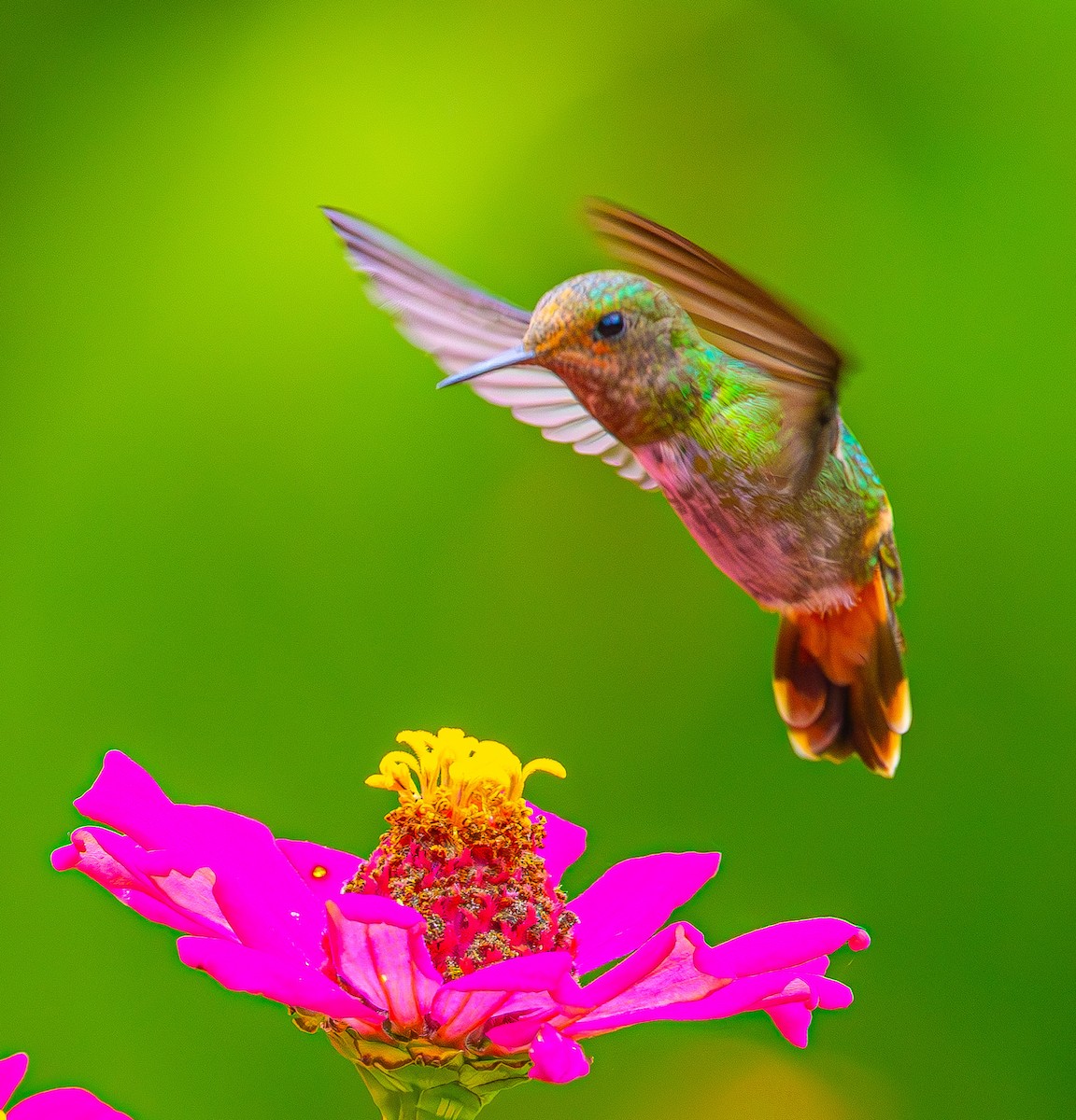 Frilled Coquette - ML633453809