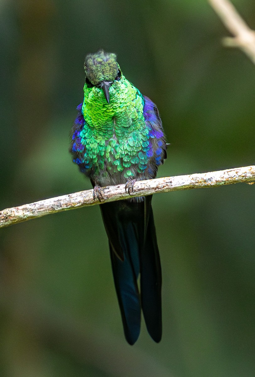 Long-tailed Woodnymph - ML633453814