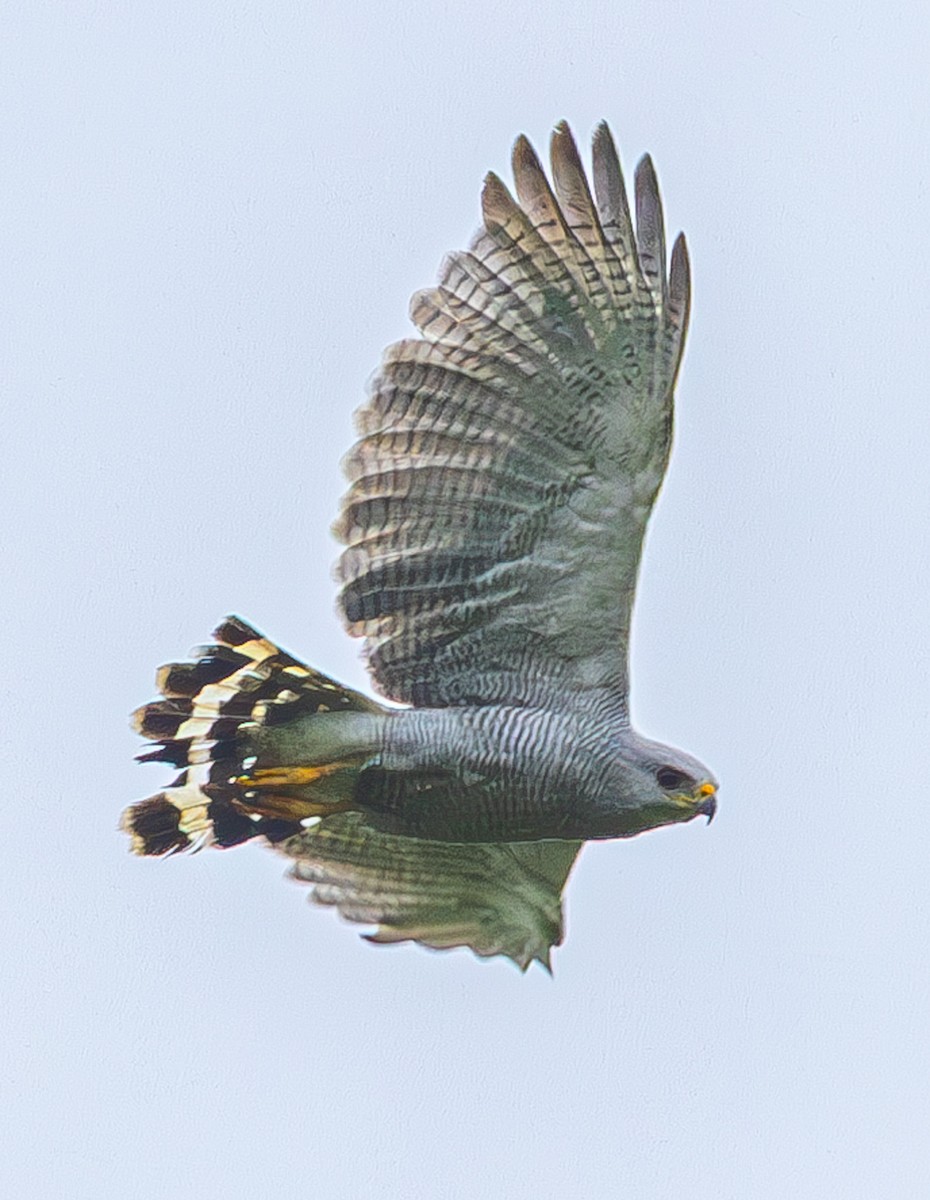 Gray-lined Hawk - ML633453830