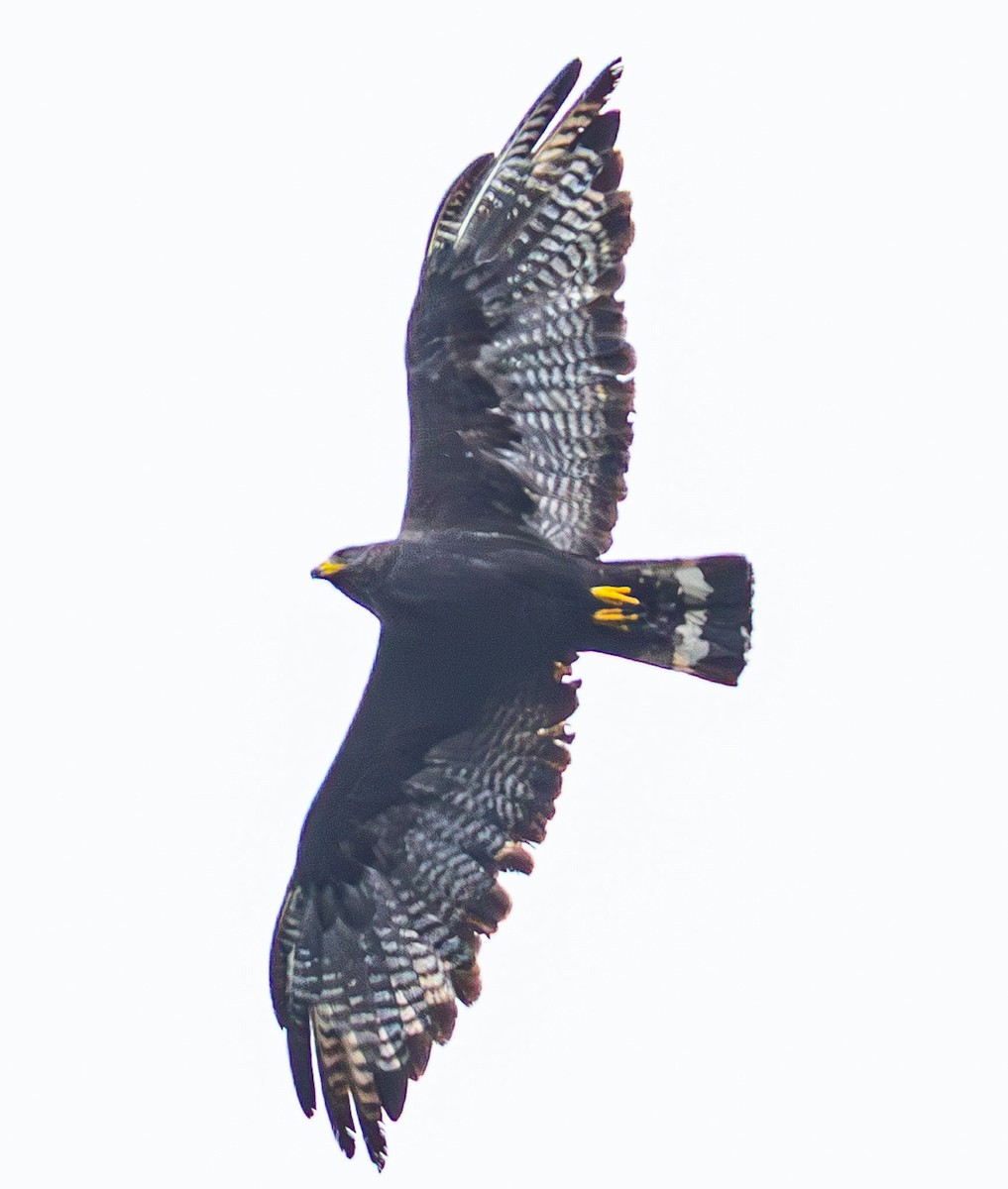 Zone-tailed Hawk - ML633453834