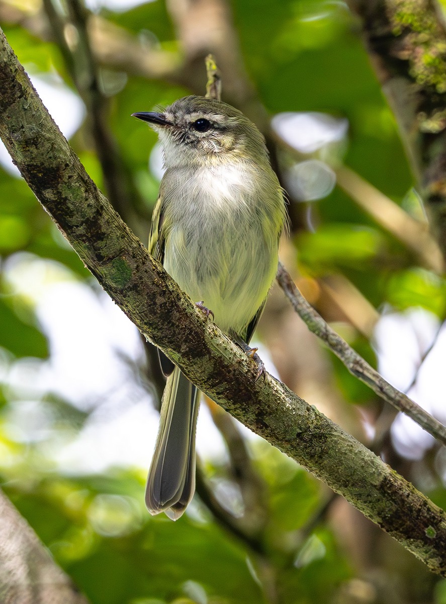 Alagoas Tyrannulet - ML633453857