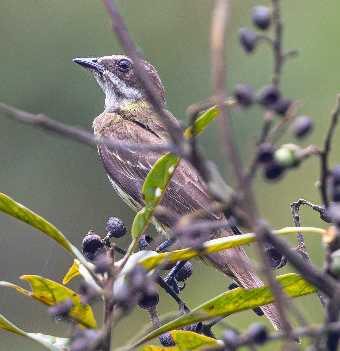 Piratic Flycatcher - ML633453875