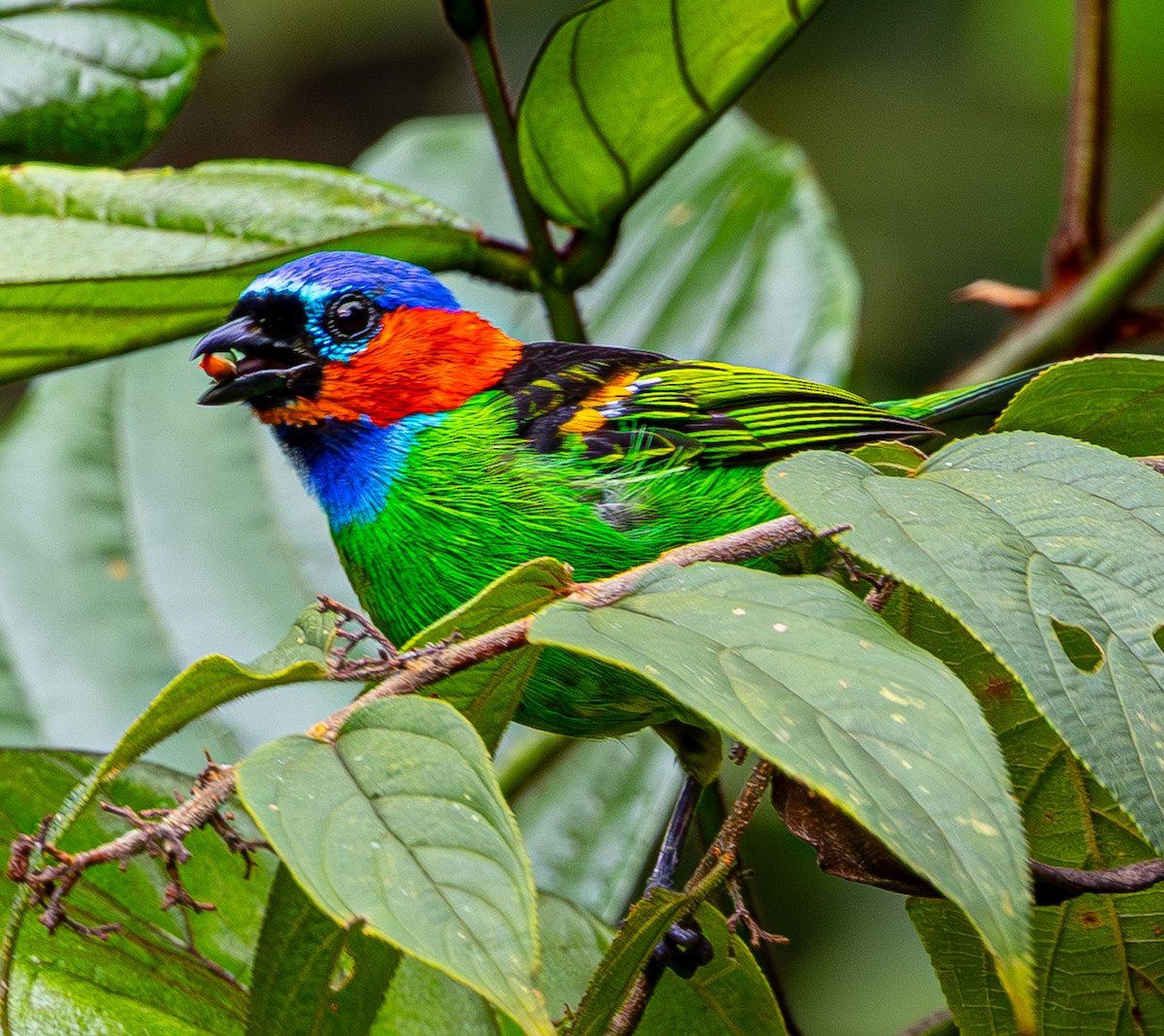 Red-necked Tanager - ML633453936