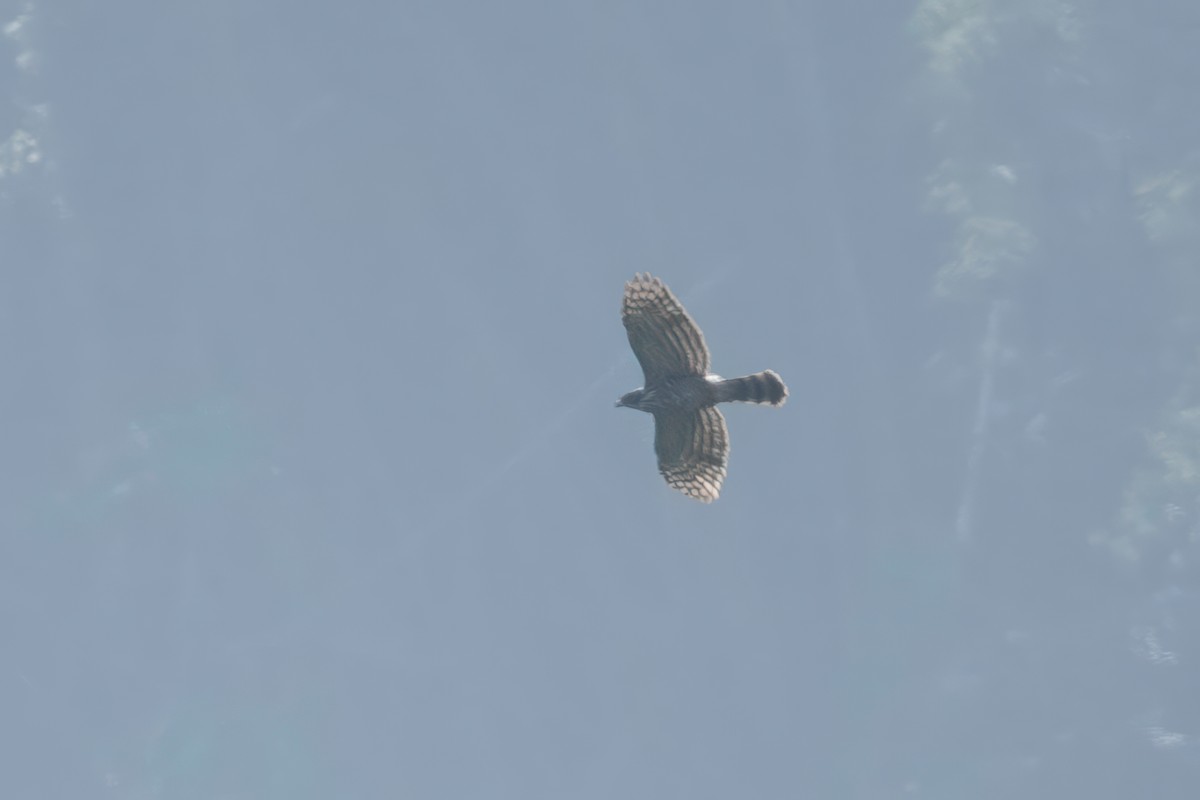 Crested Goshawk - ML633454023