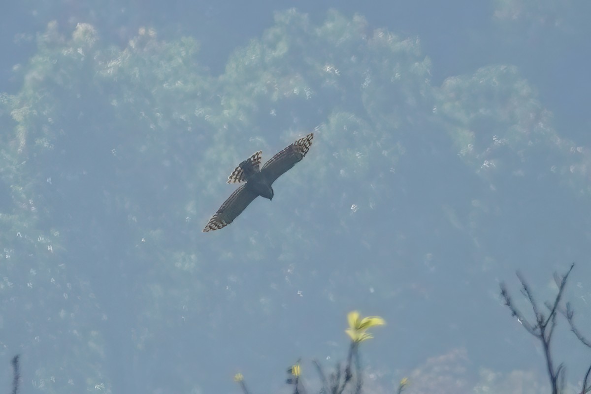 Crested Goshawk - ML633454024