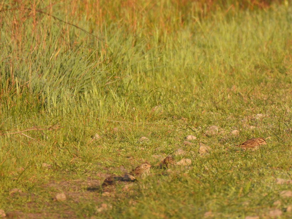 strnadec luční - ML633454025