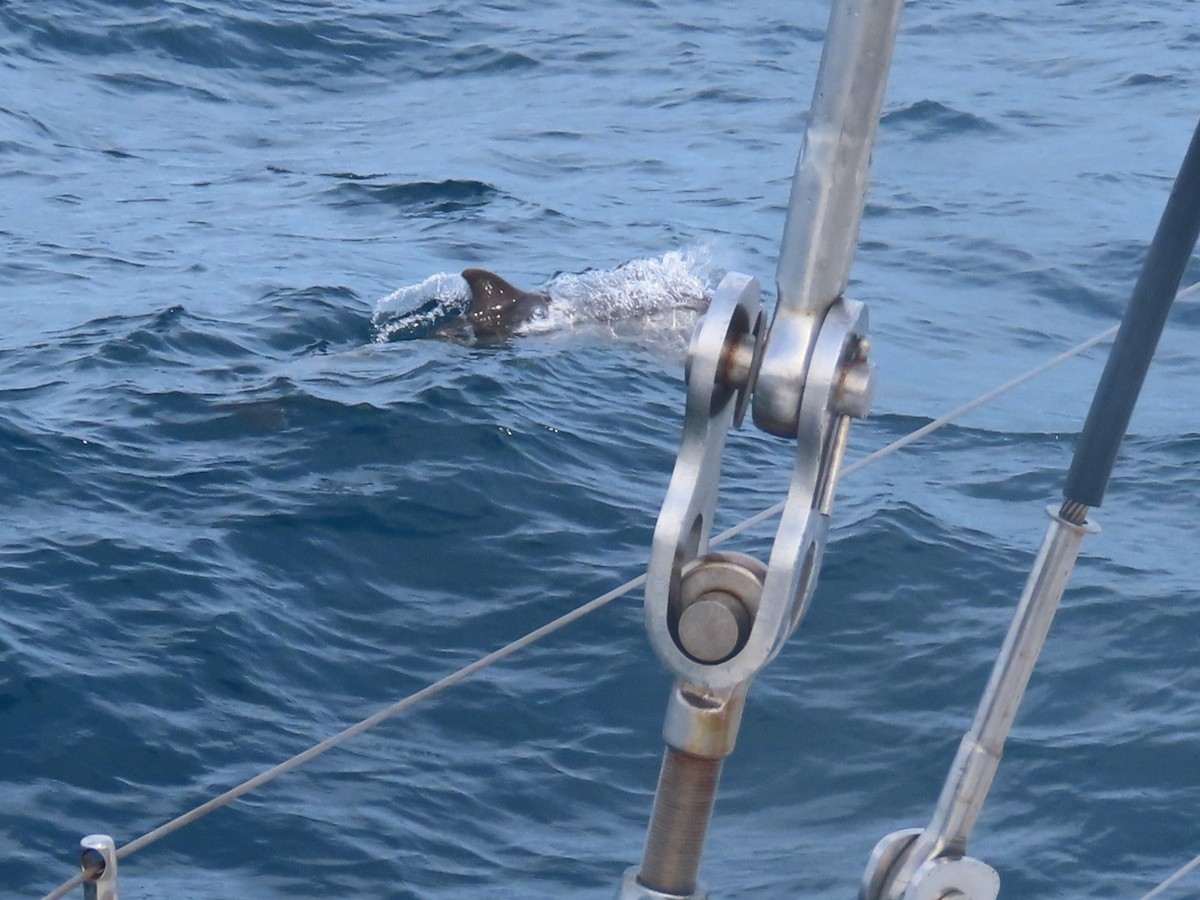 Pantropical Spotted Dolphin - ML633454182