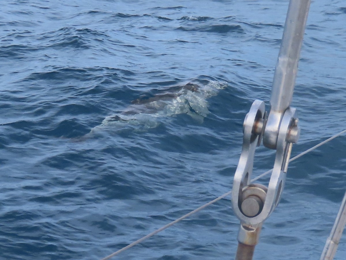 Pantropical Spotted Dolphin - ML633454183