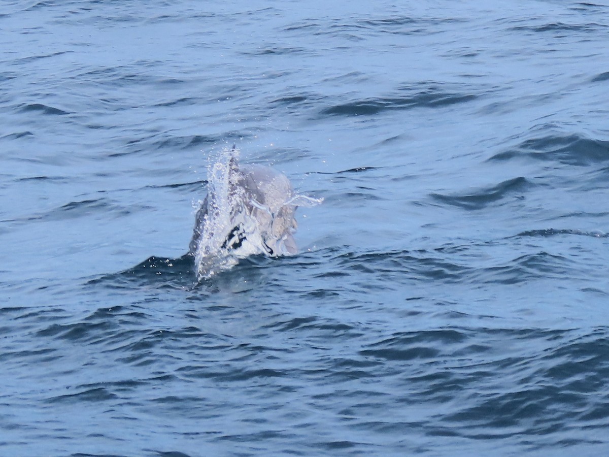 Pantropical Spotted Dolphin - ML633454184