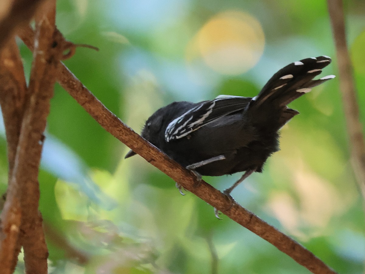 Rio Branco Antbird - ML633454301