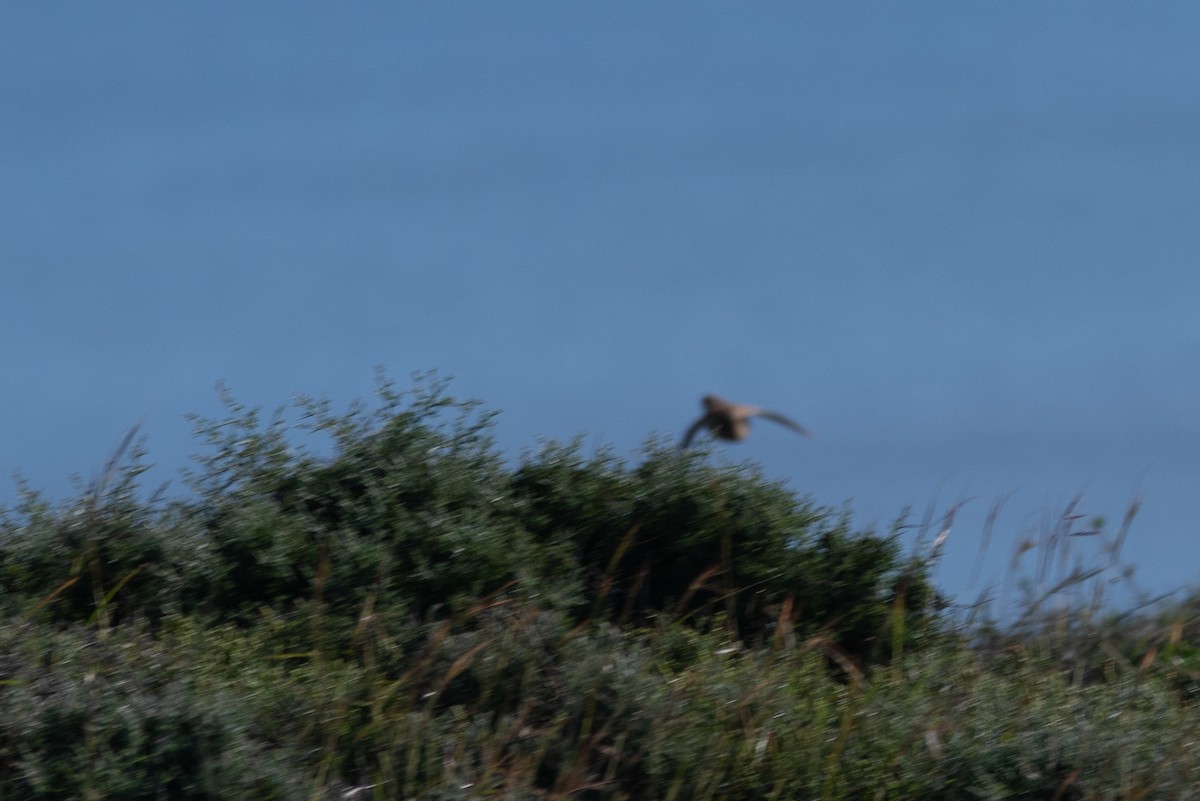 Common Quail - ML633454334