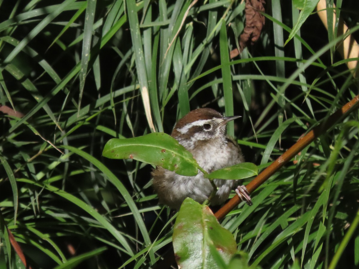 Timberline Wren - ML633454379