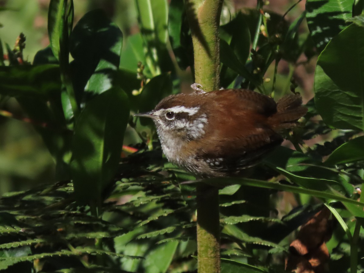 Timberline Wren - ML633454382