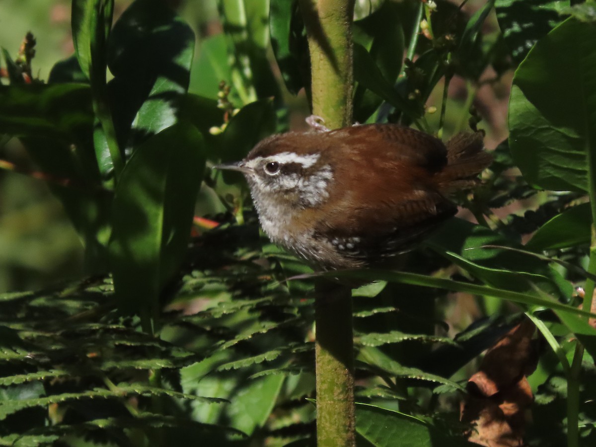 Timberline Wren - ML633454385