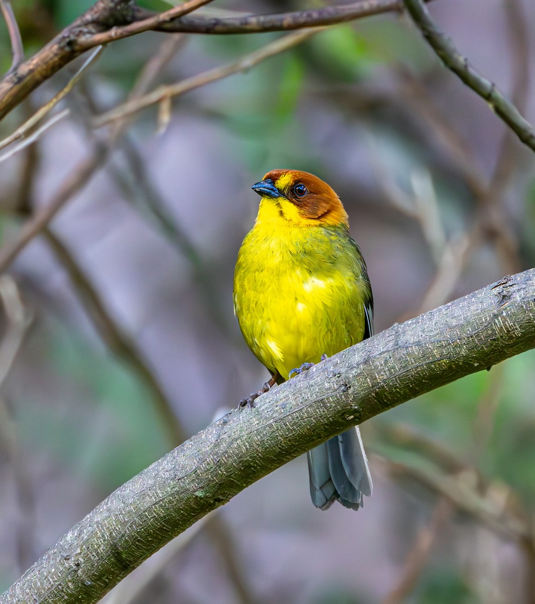 Fulvous-headed Brushfinch - ML633454687