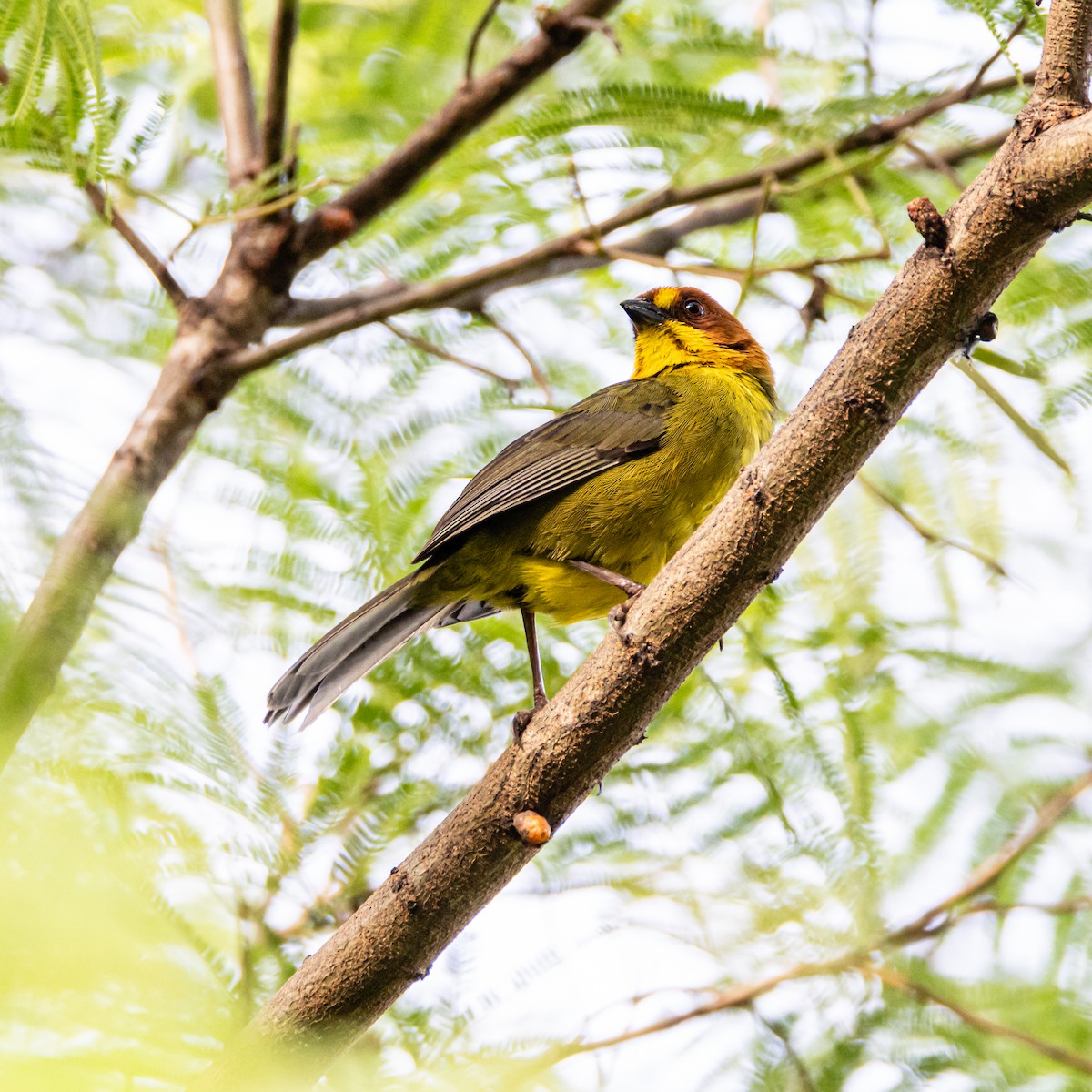 Fulvous-headed Brushfinch - ML633454691