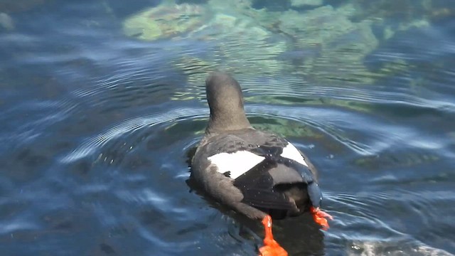 Pigeon Guillemot - ML633454778