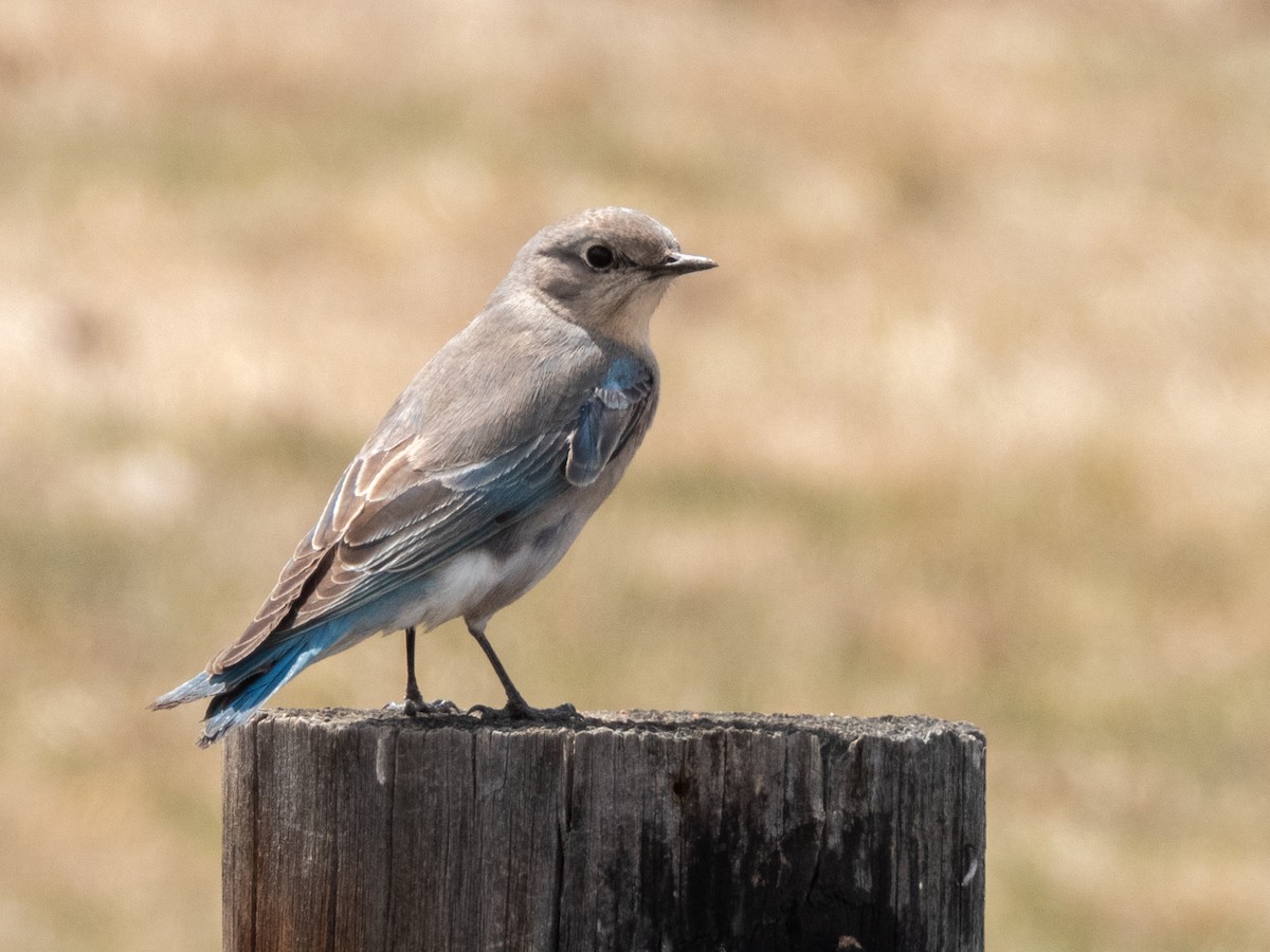 Mountain Bluebird - ML633454828