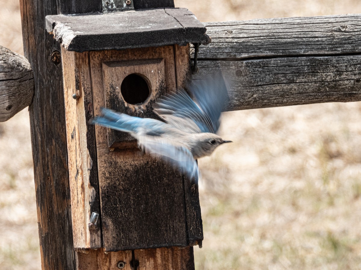 Mountain Bluebird - ML633454830