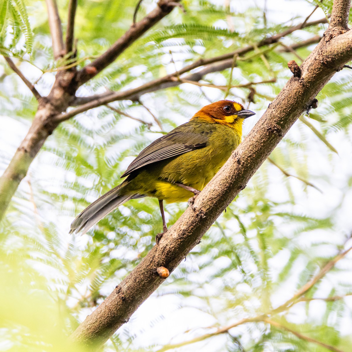 Fulvous-headed Brushfinch - ML633454845