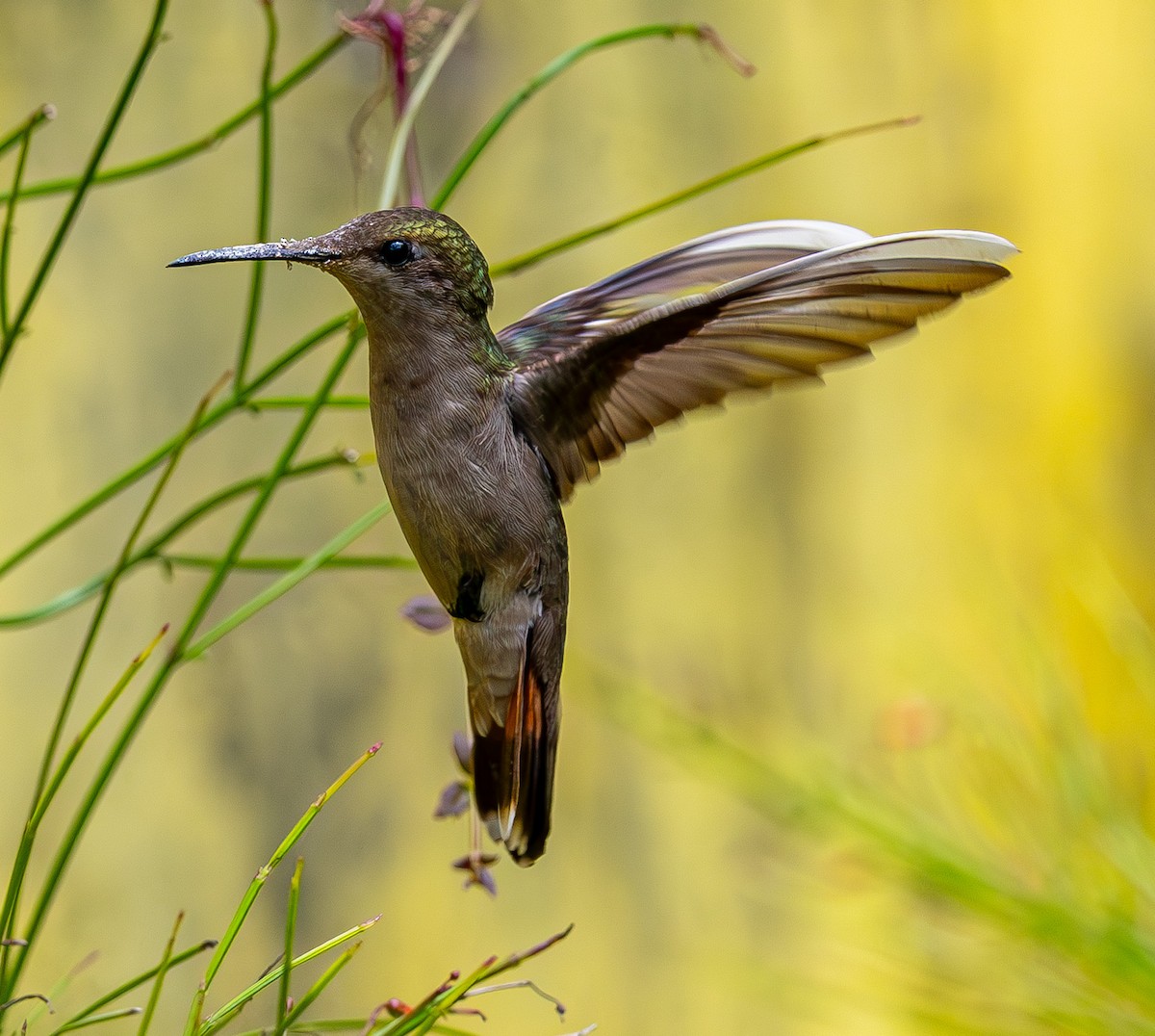 Ruby-topaz Hummingbird - ML633454852
