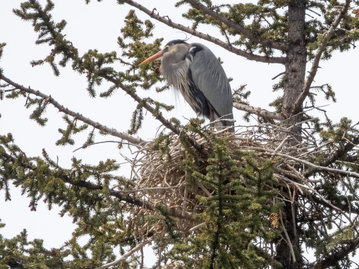 Great Blue Heron - ML633454906