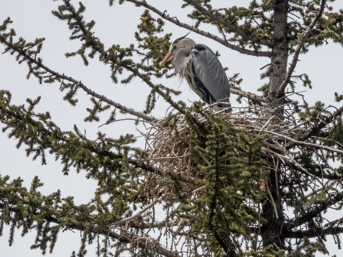 Great Blue Heron - ML633454907