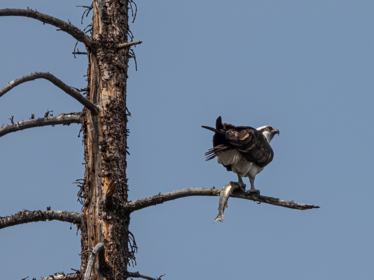 Osprey - ML633455009