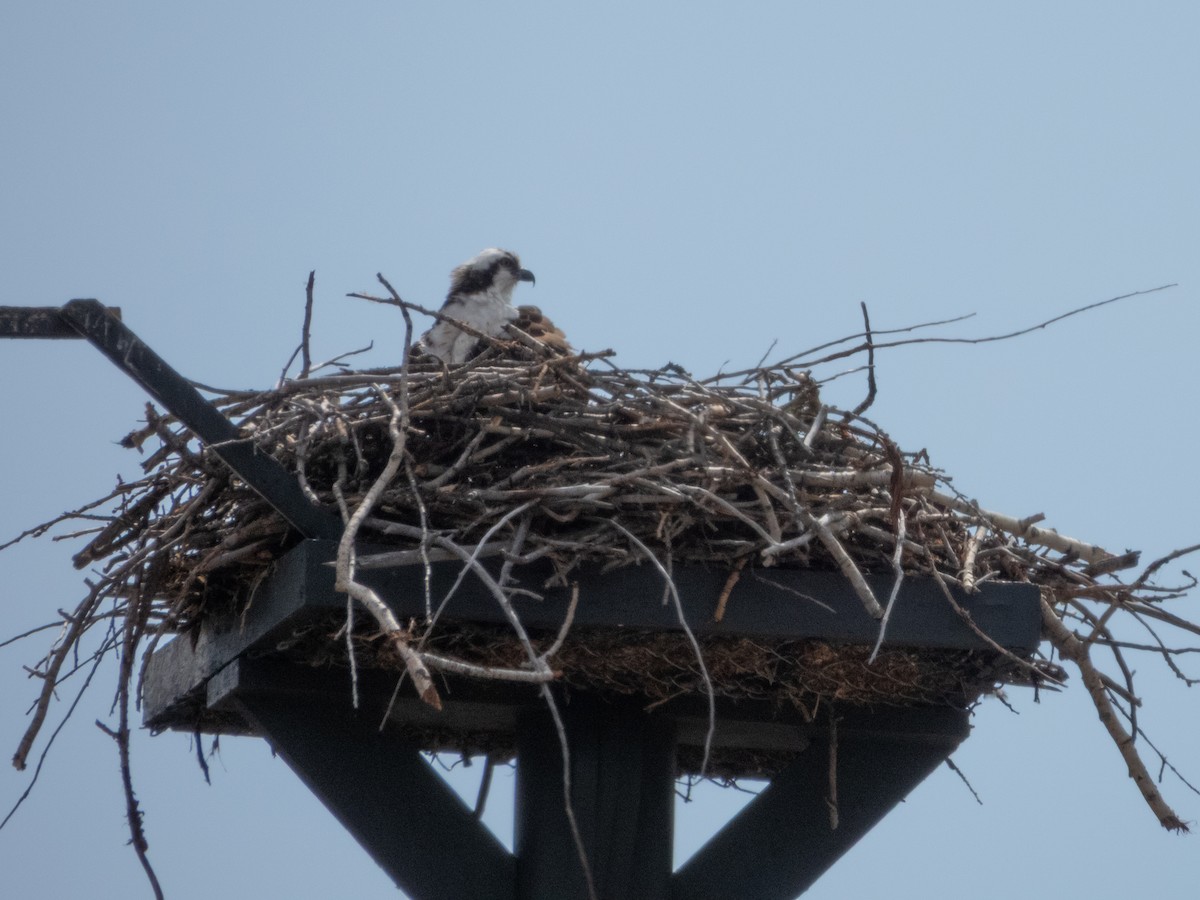 Osprey - ML633455010