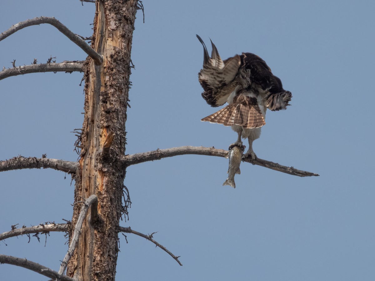 Osprey - ML633455011