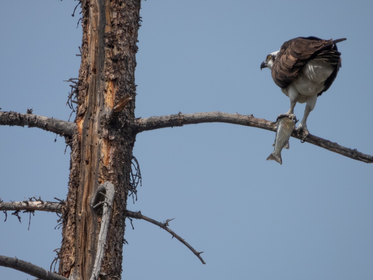 Osprey - ML633455012