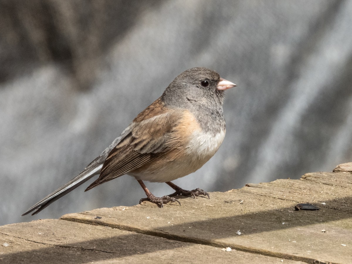 Dark-eyed Junco - ML633455027