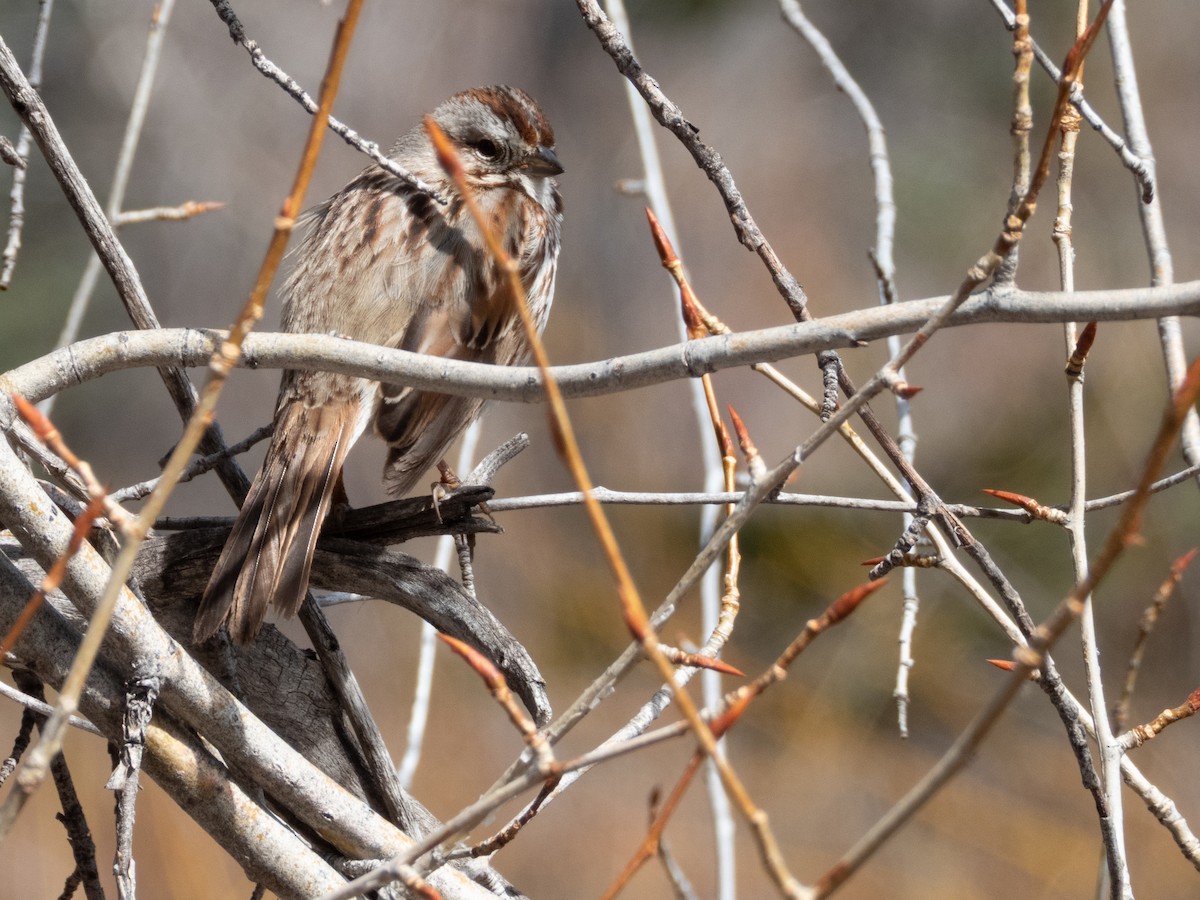 Song Sparrow - ML633455084