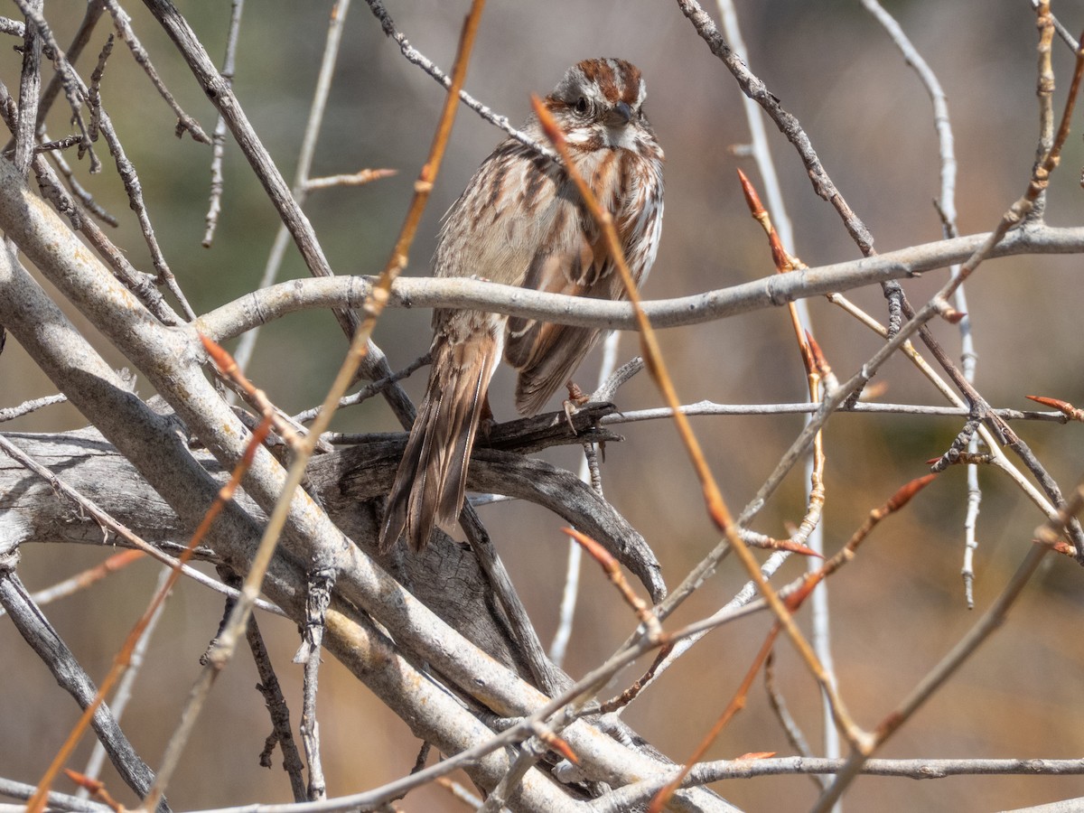 Song Sparrow - ML633455085