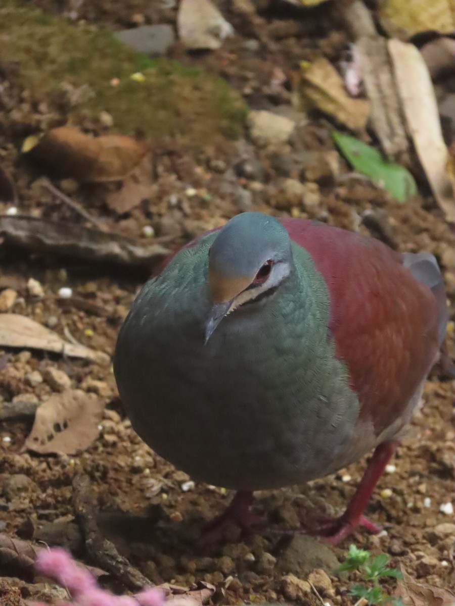 Buff-fronted Quail-Dove - ML633455163