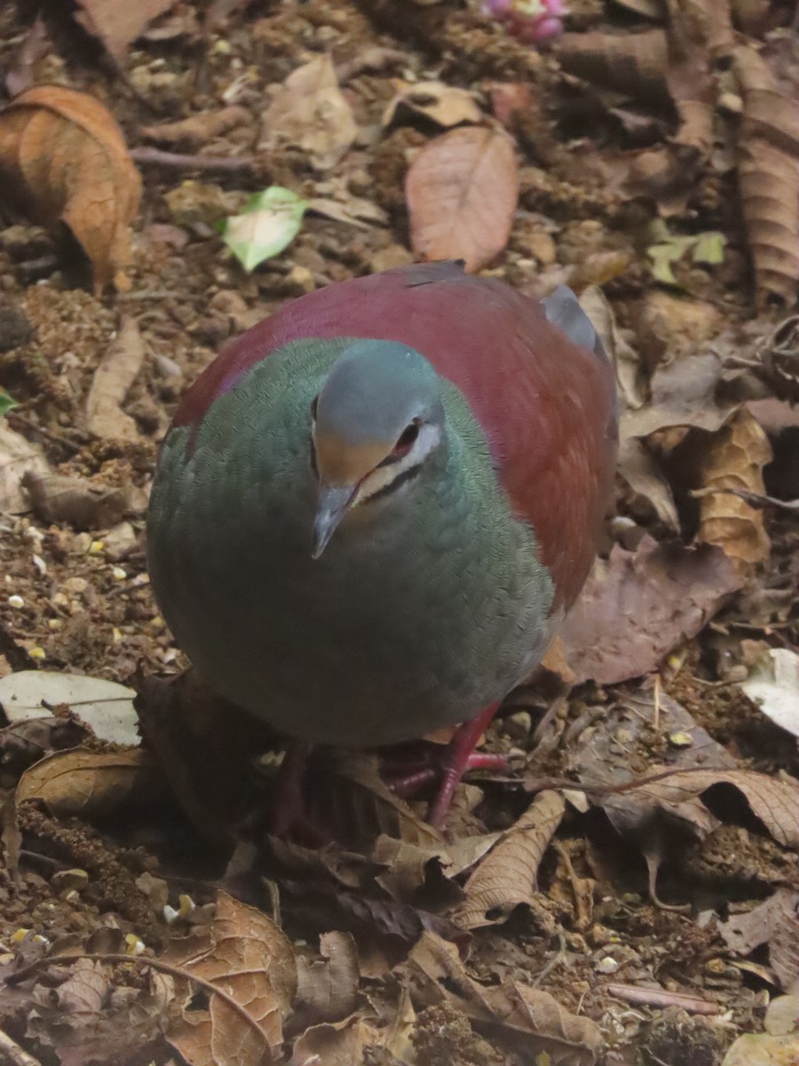 Buff-fronted Quail-Dove - ML633455164
