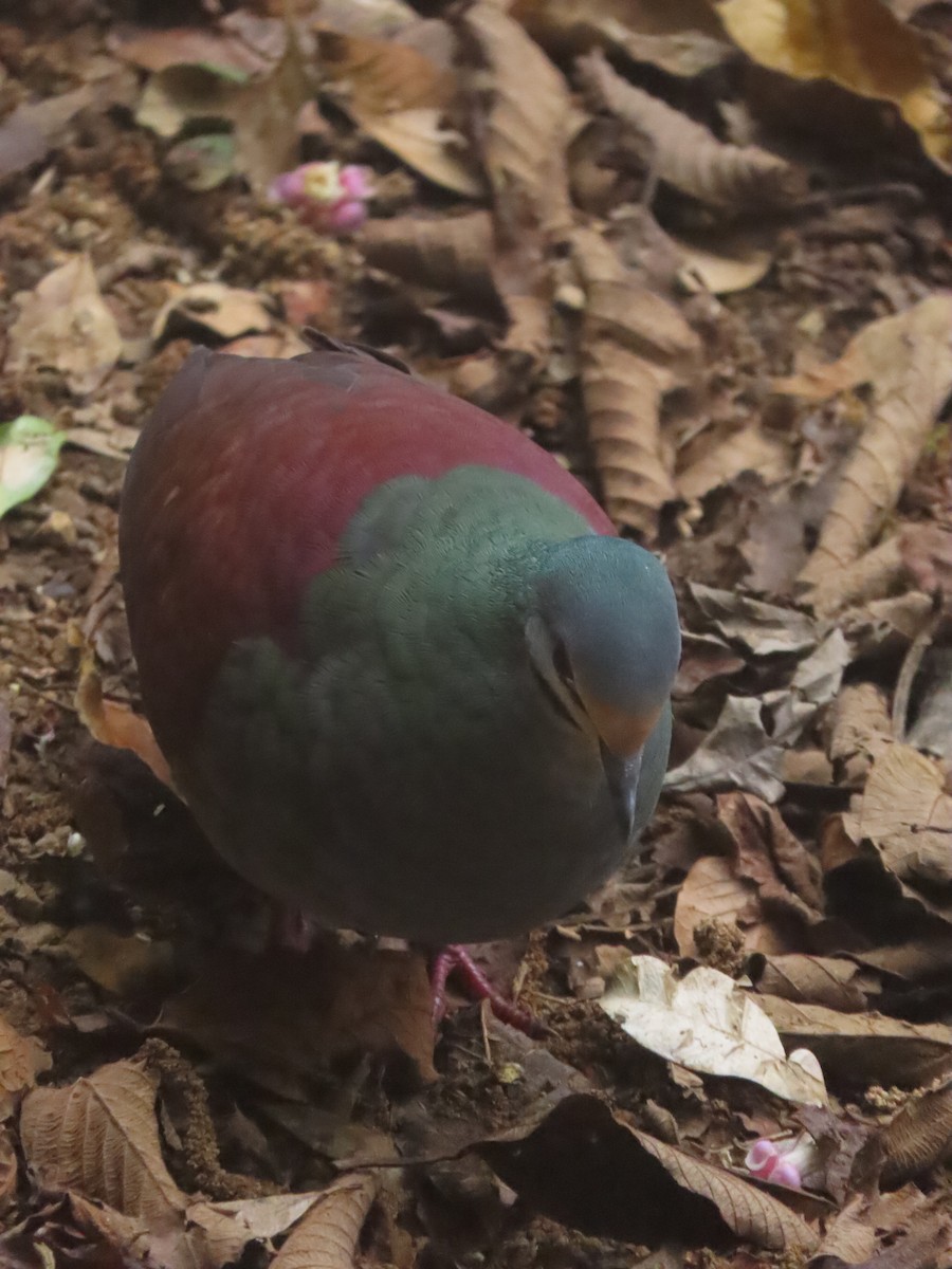 Buff-fronted Quail-Dove - ML633455165