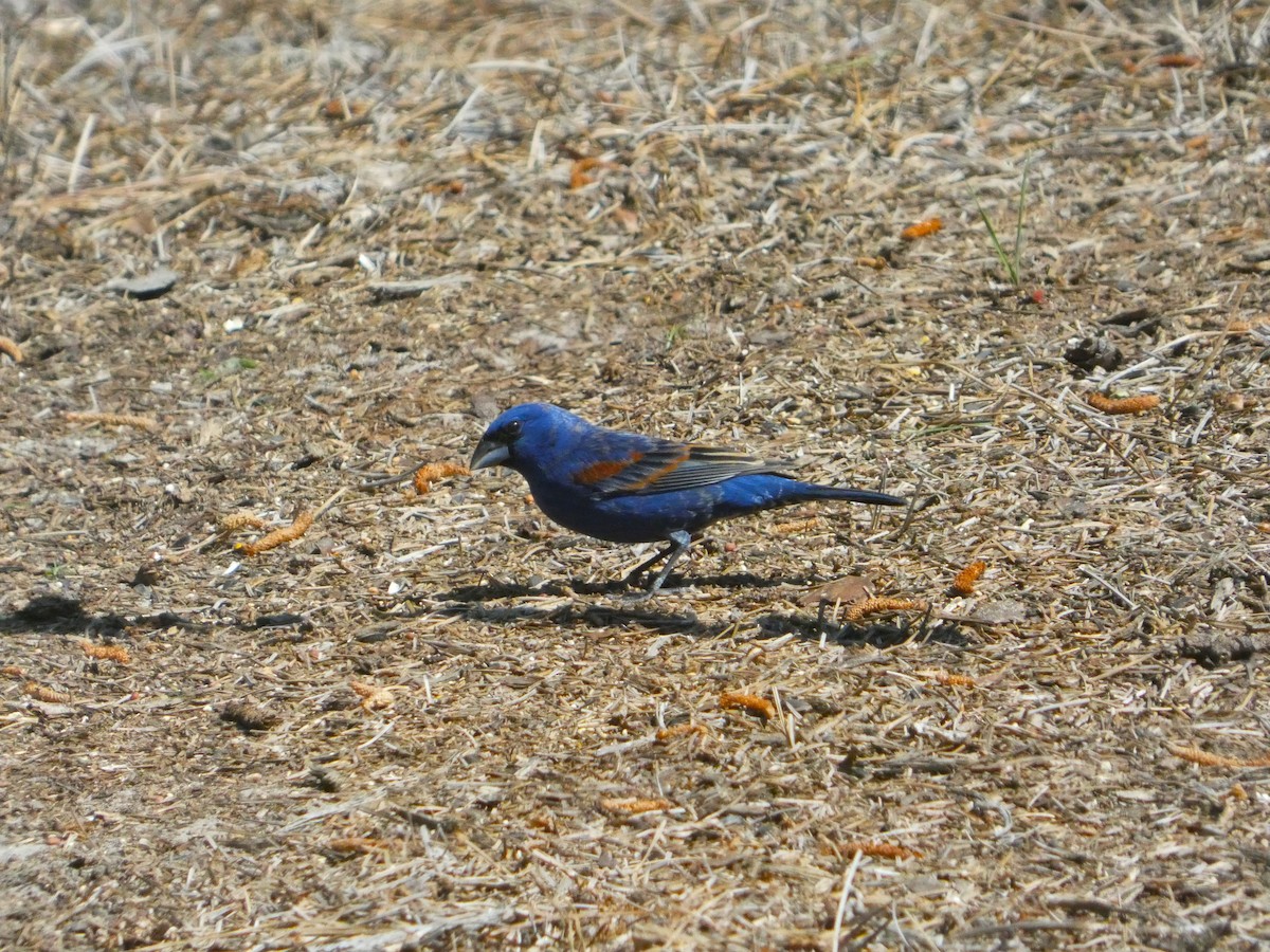 Blue Grosbeak - ML633455428