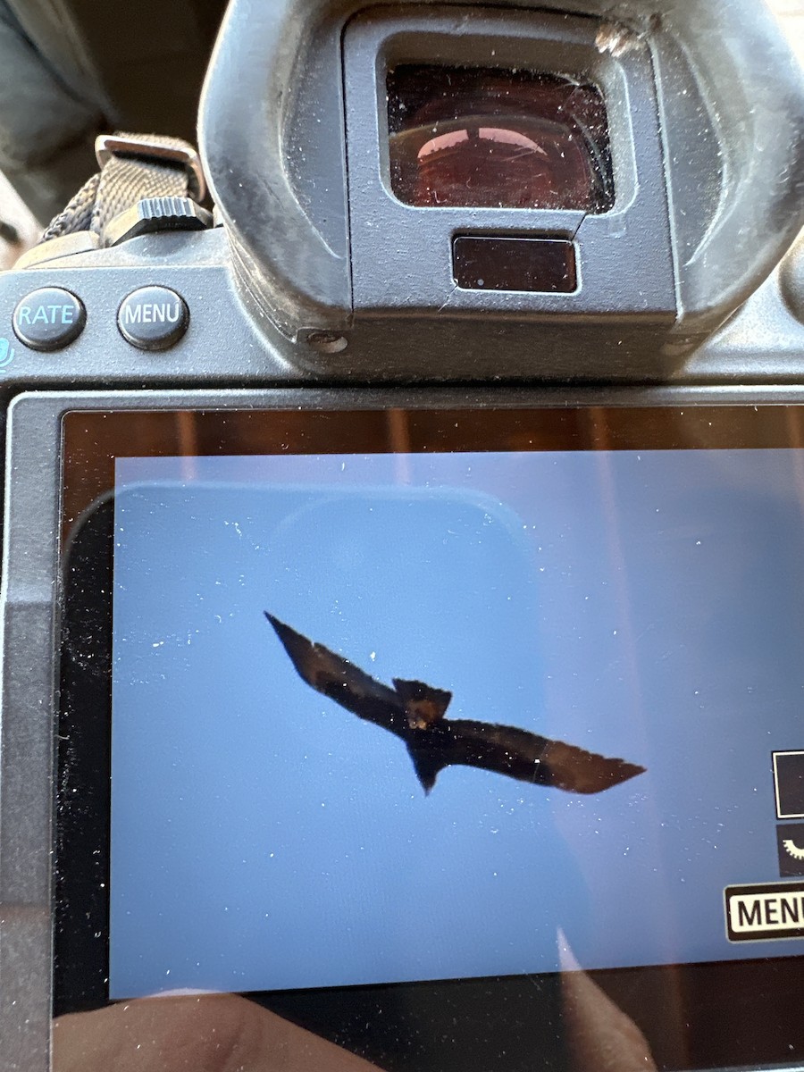 Golden Eagle - ML633455451