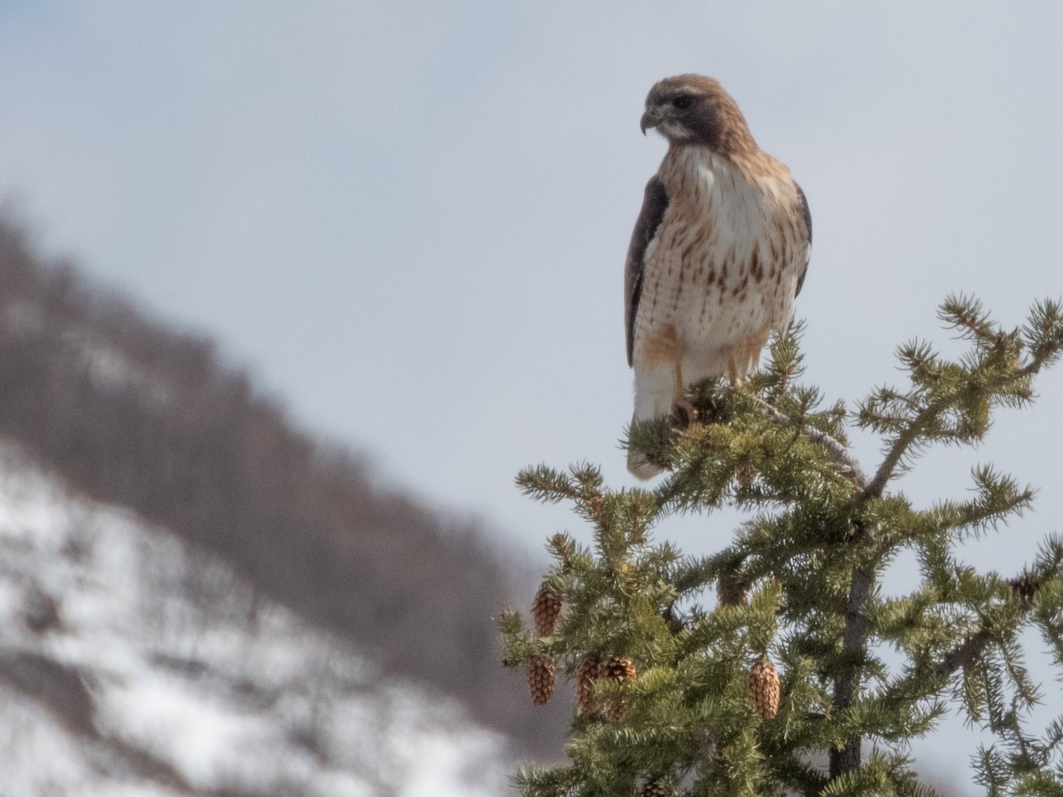Red-tailed Hawk - ML633455572