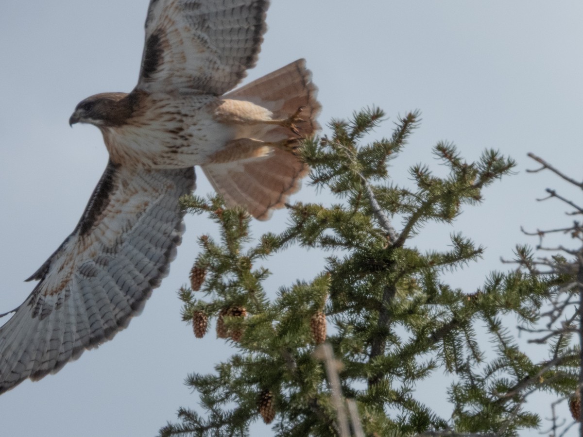 Red-tailed Hawk - ML633455573