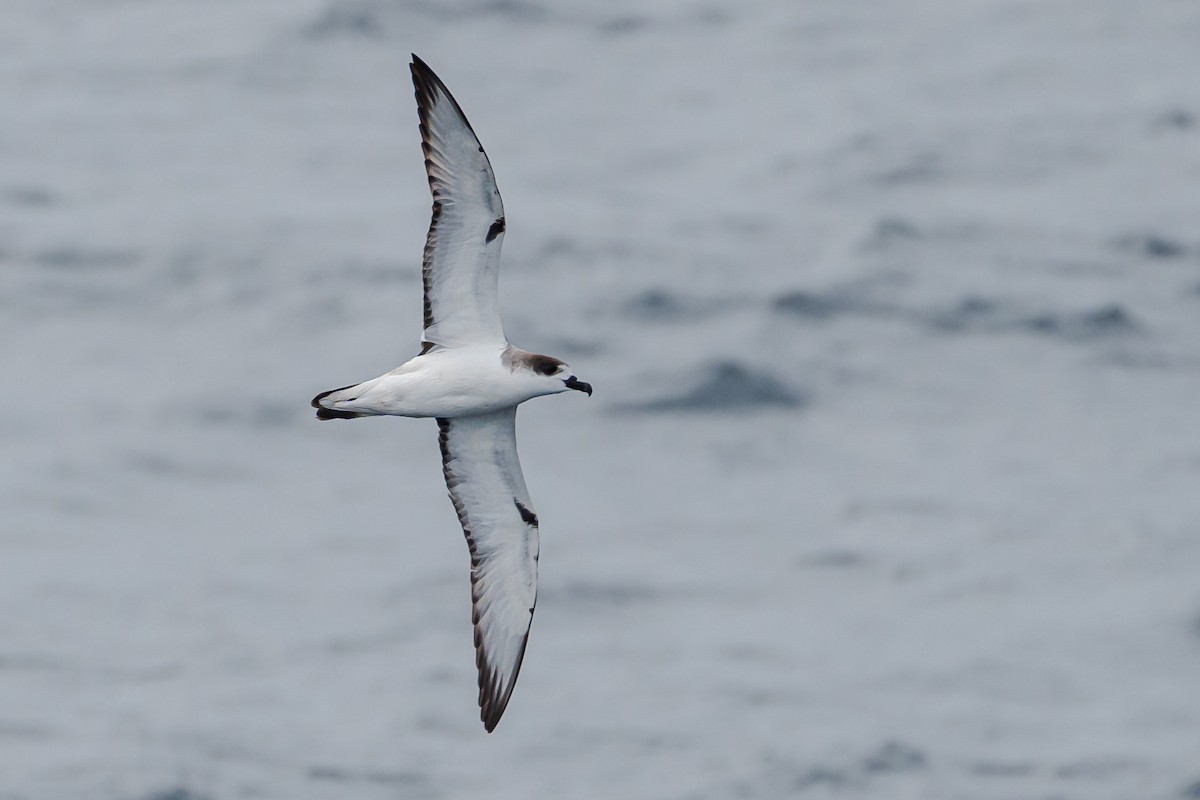 Petrel de las Juan Fernández - ML633455616