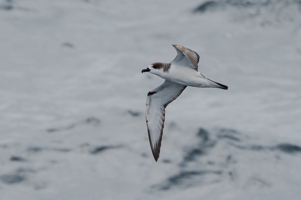 Petrel de las Juan Fernández - ML633455617