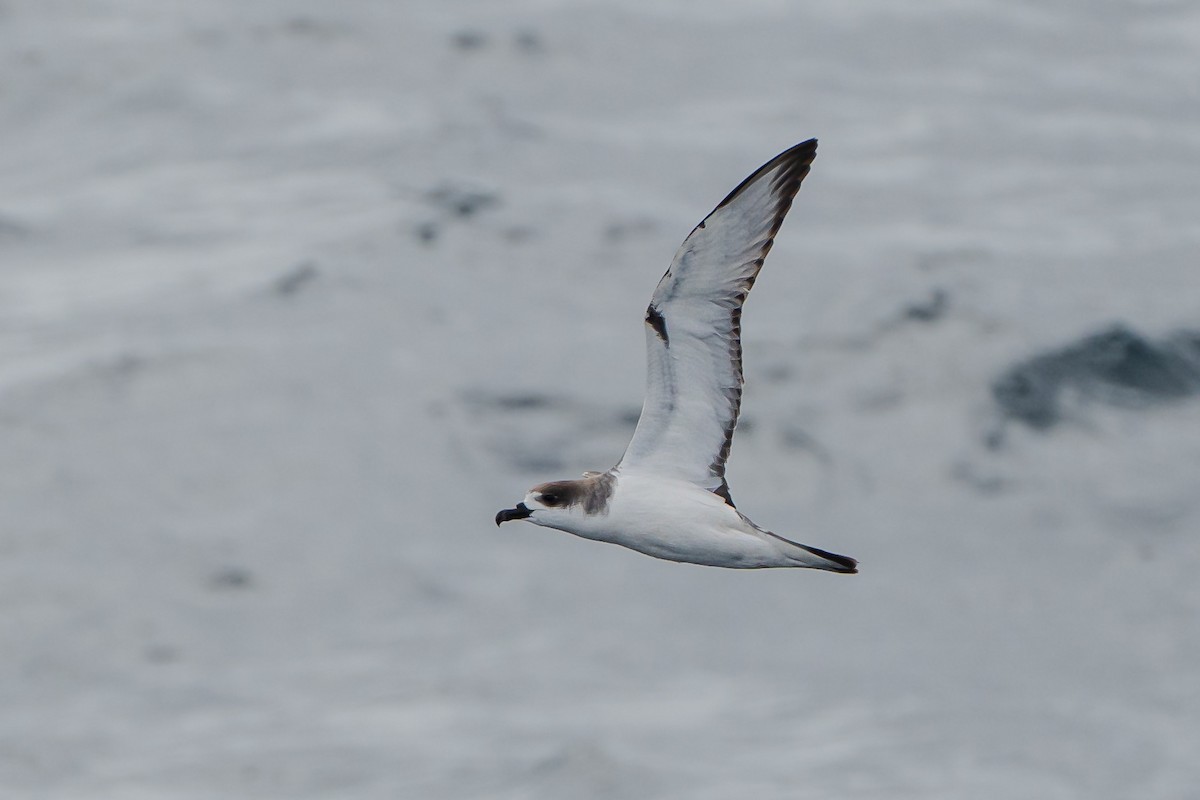 Petrel de las Juan Fernández - ML633455618