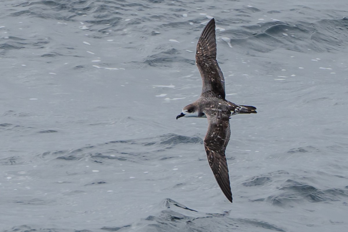 Petrel de las Juan Fernández - ML633455619