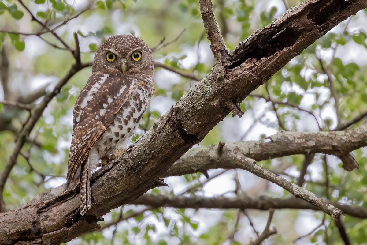 African Barred Owlet (Bar-fronted) - ML633455629