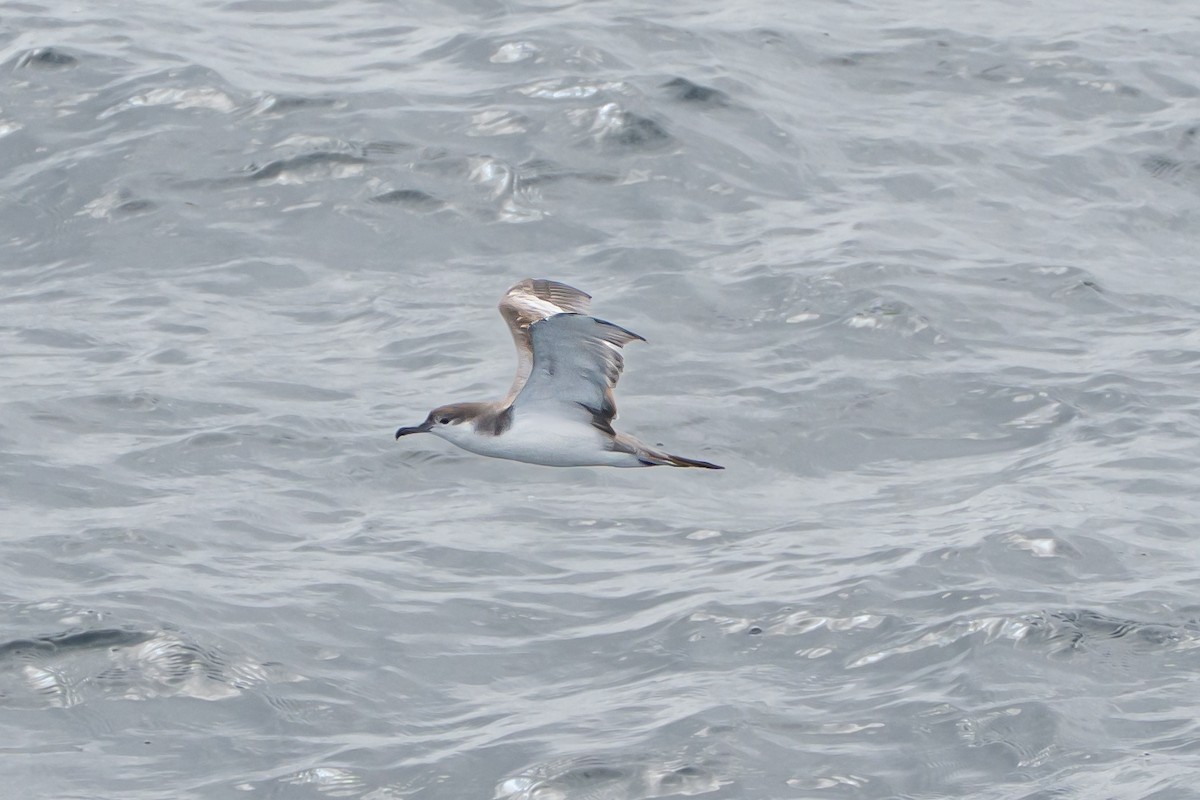 Buller's Shearwater - ML633455649