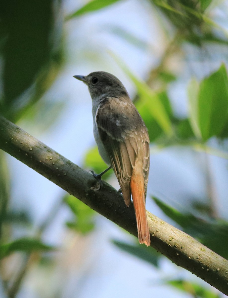 Rusty-tailed Flycatcher - ML633455716